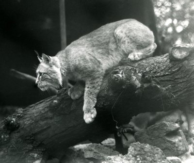 Lynx severní naklánějící se z větve, Londýnská zoo, říjen 1925 od Frederick William Bond