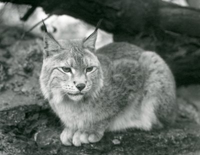 Rys severní sedící na skále, Londýnská zoo, říjen 1925 od Frederick William Bond