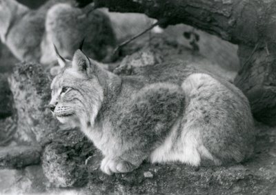 Rys severní sedící na skále, Londýnská zoo, říjen 1925 od Frederick William Bond