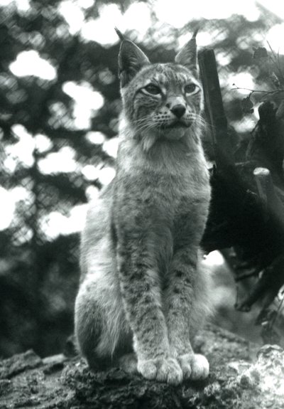 Rys severní sedící v londýnské zoo, červenec 1925 od Frederick William Bond