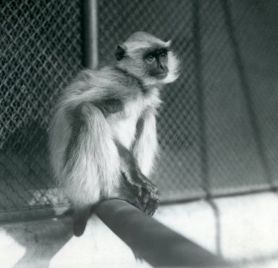 Šedý Langur Northern Plains sedící na bidýlku ve výběhu v londýnské zoo v roce 1928 (černobílá fotografie) od Frederick William Bond