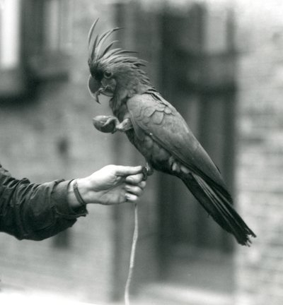 Velký černý kakadu PalmGoliath, který se jednou nohou drží na prstu chovatele a drží pamlsek ve tvaru vejce v druhé Zoo v Londýně, září 1927. od Frederick William Bond