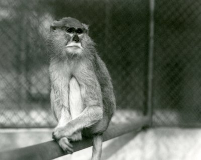 Opice Patas/Wadi/Hussar sedící na větvi v londýnské zoo v roce 1928 (černobílá fotografie) od Frederick William Bond