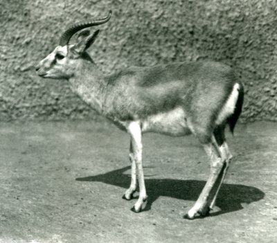 Gazela perská v londýnské zoo v červnu 1925 od Frederick William Bond