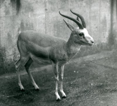 Gazela perská, struma nebo gazela černoocasá v londýnské zoo, srpen 1927 od Frederick William Bond