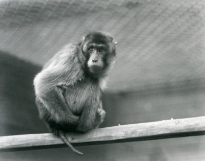 Makak prasečí sedící na bidélku ve výběhu v londýnské zoo (černobílá fotografie) od Frederick William Bond
