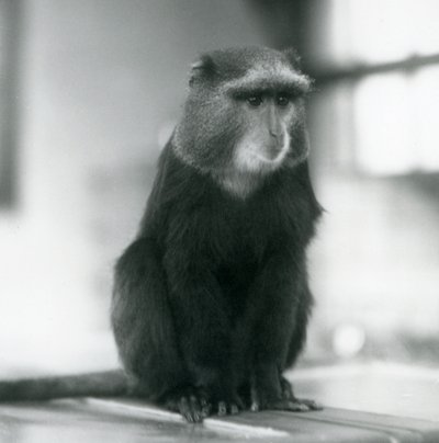 Opice Pluto, nebo Modrá opice, sedící na lavičce, London Zoo od Frederick William Bond