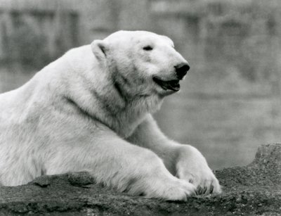 Lední medvěd odpočívající na skalnaté římse v londýnské zoo v roce 1931 (černobílá fotografie) od Frederick William Bond