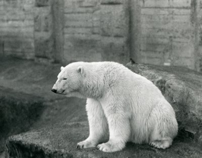 Lední medvěd sedící na skalnaté římse v londýnské zoo v září 1927 od Frederick William Bond