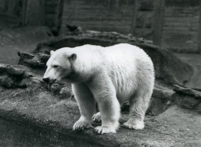 Lední medvěd stojící na okraji výběhu na úpatí Mappinových teras, Londýnská zoo, září 1928 (černobílá fotografie) od Frederick William Bond