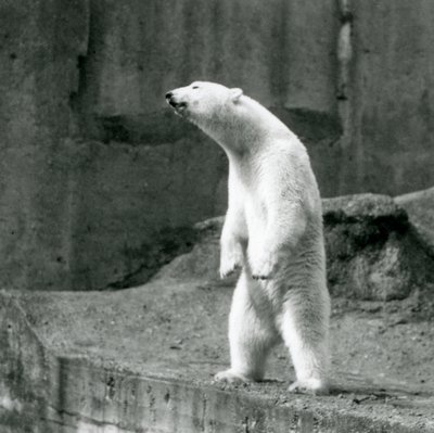 Lední medvěd stojící vysoko na zadních nohách na okraji výběhu na Mappin Terraces, London Zoo od Frederick William Bond