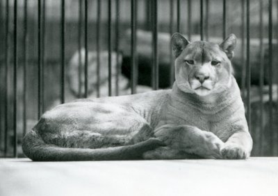 PumaCougarMountain Lion ležící ve svém výběhu v londýnské zoo v červnu 1925 od Frederick William Bond