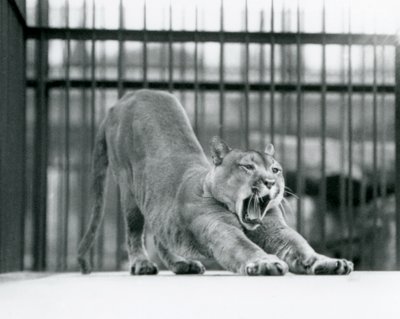Puma Cougar Mountain Lion zívající a protahující se v londýnské zoo v červnu 1925 od Frederick William Bond