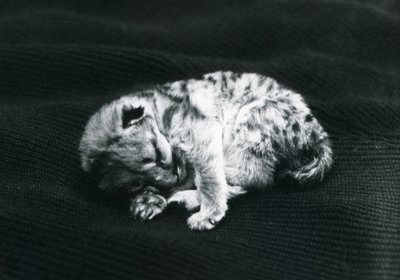 Mládě pumy v londýnské zoo od Frederick William Bond