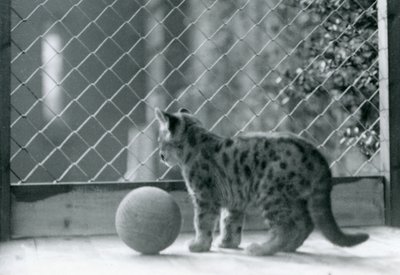 Kotě Puma s míčem, vypadající ze svého výběhu, Londýnská zoo, 1923 od Frederick William Bond