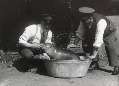 Pygmejský hroch namočený v ZSL London Zoo, srpen 1928 od Frederick William Bond
