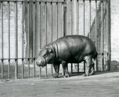 Hroch trpasličí v londýnské zoo v roce 1927 od Frederick William Bond