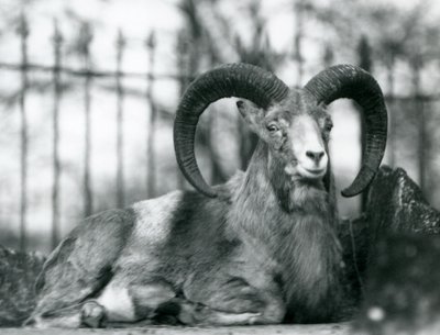 Beran sedící v londýnské zoo, 1925 od Frederick William Bond
