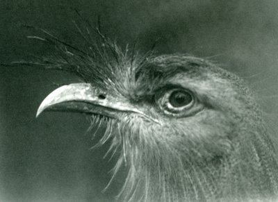 Seriema rudonohá v londýnské zoo v roce 1924 od Frederick William Bond