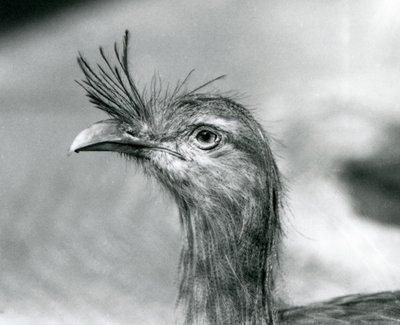 Seriema rudonohá v londýnské zoo v roce 1929 (černobílá fotografie) od Frederick William Bond