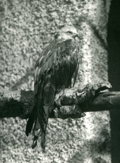 Luňák červený sedící na větvi v londýnské zoo v roce 1924 od Frederick William Bond