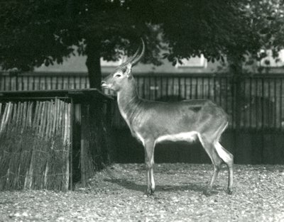 Červený Lechwe v londýnské zoo, červenec 1924 od Frederick William Bond