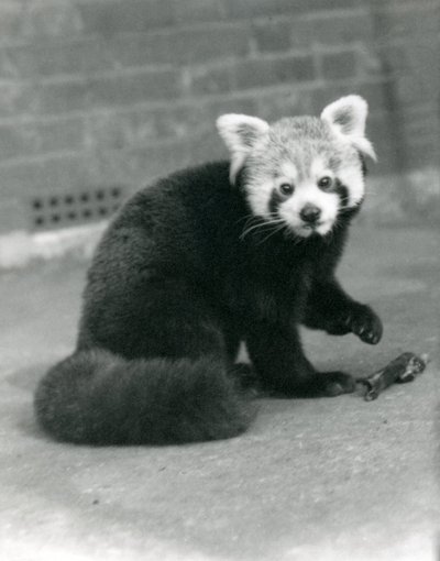 Panda červená sedící v londýnské zoo, 1917. od Frederick William Bond