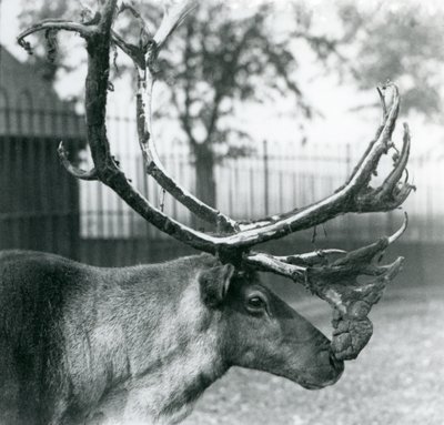 Sobí jelen shazující samet z paroží, londýnská zoo od Frederick William Bond