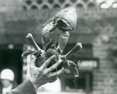 Krab z kokosového ořechu, držící polovinu kokosu, držený chovatelem v londýnské zoo v roce 1927 od Frederick William Bond