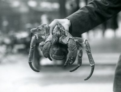 Krab loupeživý neboli kokosový krab zadržovaný chovatelem v londýnské zoo, červenec 1927 od Frederick William Bond
