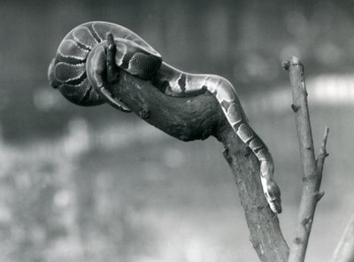 Royal Ball Python, který si razil cestu po pobočce v londýnské zoo v říjnu 1925 od Frederick William Bond