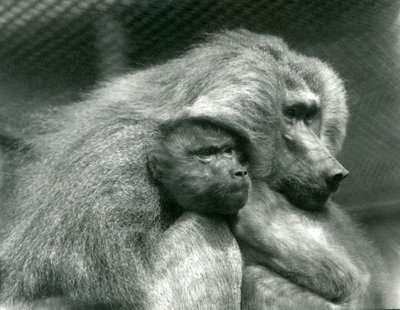 Pavián posvátný s mláďaty v londýnské zoo, červenec 1924 od Frederick William Bond