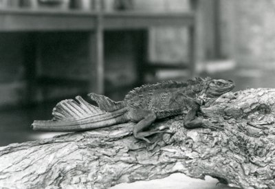 Ještěrka plachetní s poškozeným ocasem, spočívající na kládě v londýnské zoo v roce 1928 (černobílá fotografie) od Frederick William Bond