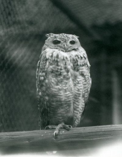Savingys Pharaoh Eagle-owl odpočívá na větvi v londýnské zoo, září 1925 od Frederick William Bond