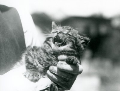 Kotě skotské divoké kočky držené v rukou svého chovatele, londýnské zoo od Frederick William Bond
