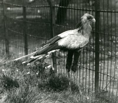Pták tajemník v londýnské zoo v září 1923 od Frederick William Bond