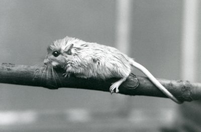 Shaws Jird šplhající po větvi v londýnské zoo v roce 1927. od Frederick William Bond