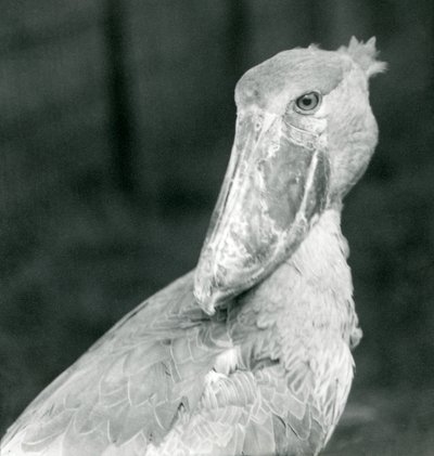 Čáp obutý, londýnská zoo, červenec 1926 od Frederick William Bond
