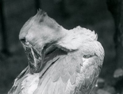 Shoebill, který si pere peří v londýnské zoo v roce 1926 od Frederick William Bond