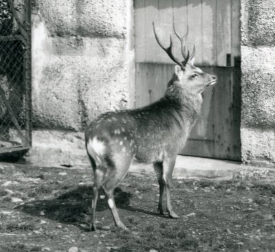 SikaJapanese Spotted Stag stojící ve svém výběhu v londýnské zoo, srpen 1927 od Frederick William Bond