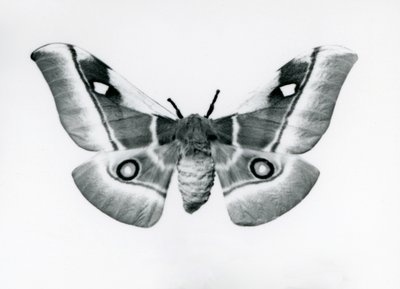 Silkmoth, Bunaea caffraria, v londýnské zoo, před rokem 1930 od Frederick William Bond