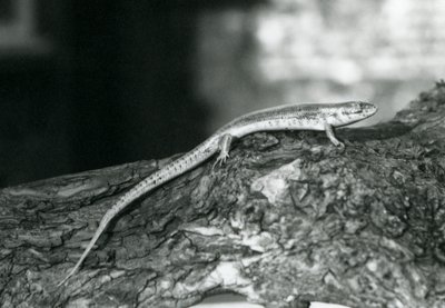 Skink odpočívá na kládě v londýnské zoo v roce 1929 (černobílá fotografie) od Frederick William Bond