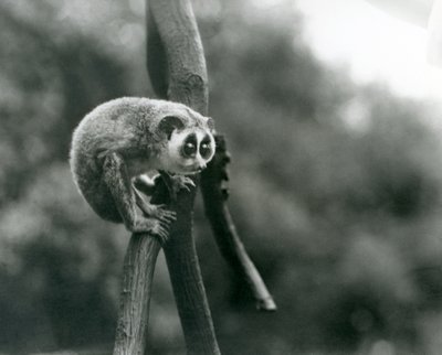 Štíhlá loris shlíží z větve, londýnská zoo, srpen 1926 od Frederick William Bond