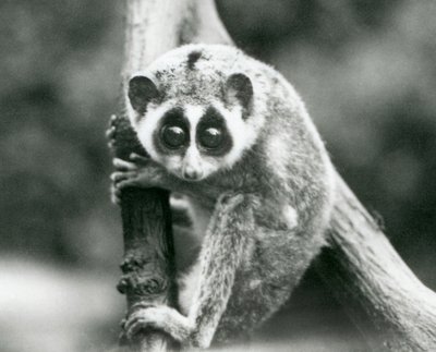 Štíhlá loris shlíží z větve, londýnská zoo, srpen 1926 od Frederick William Bond