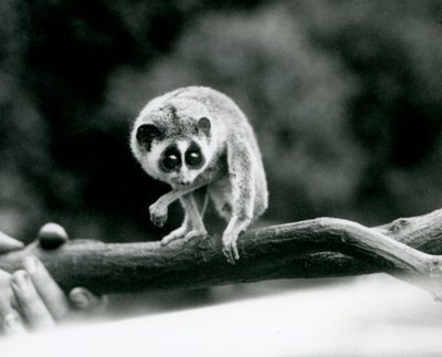Štíhlý Loris shlíží na větev, kterou drží chovatelé, Londýnská zoo, srpen 1926 od Frederick William Bond