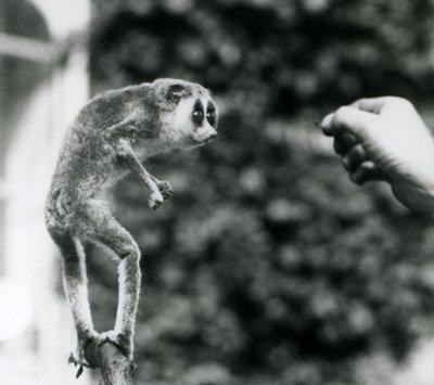 Štíhlý Loris stojící vzpřímeně na větvi a dívá se na ruku chovatele, když je nabízen moučnému červovi, Londýnská zoo, srpen 1926 od Frederick William Bond