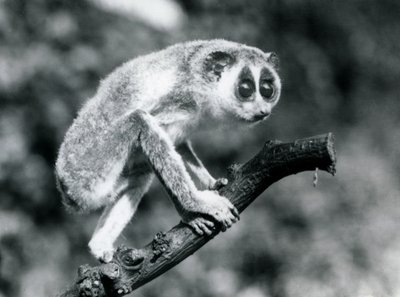 Loris štíhlý kráčející po větvi, Londýnská zoo, srpen 1926 od Frederick William Bond