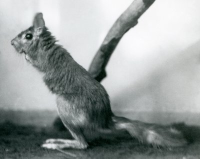 Zajíc jihoafrický SpringhareCape Jumping Hare sedící u větve ve svém výběhu, Londýnská zoo, prosinec 1925 od Frederick William Bond