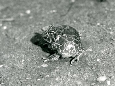 Jihoamerická horned Frog, Londýnská zoo, prosinec 1925 od Frederick William Bond