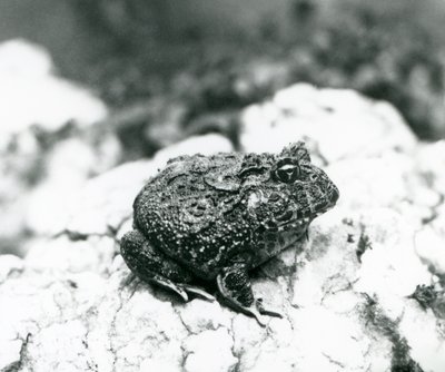 Jihoamerická rohatá žába sedící na skále, Londýnská zoo, srpen 1928 (č/b foto) od Frederick William Bond
